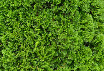 the green leaves of thuja. natural background