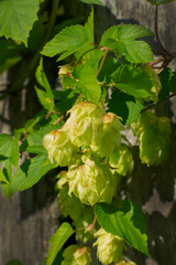 branch of growing hops with cones on the background of the fence