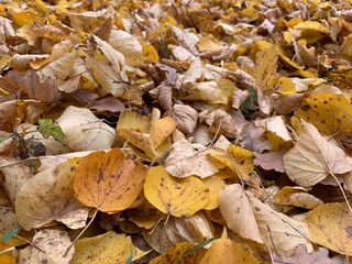 Yellow dry leaves on the ground, autumn leaves background
