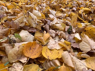 Yellow dry leaves on the ground, autumn leaves background