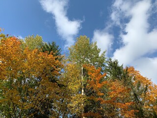 Autumn trees on the blue sky background