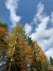 Autumn trees on the blue sky background