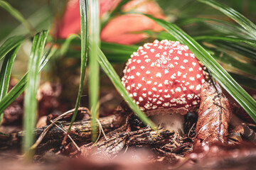 Macro view of small mushroom (Amanita muscaria or fly agaric) hidden in the grass. Autumn in...