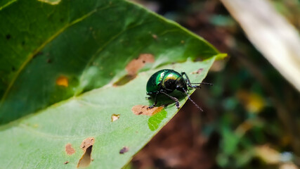 Insect