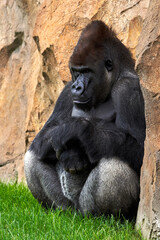 Silverback gorilla on the grass leaning on a rock looking away in a zoo in Valencia, Spain