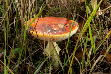 Agaric or white spotted chalice shaped mushroom with orange cap and white gills visible on the side among wet greenery. Autumn seasonal concept.
