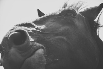 head of a horse