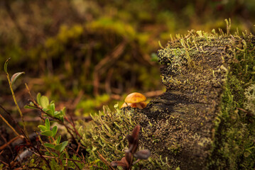 in the forest an old stump and small mushrooms