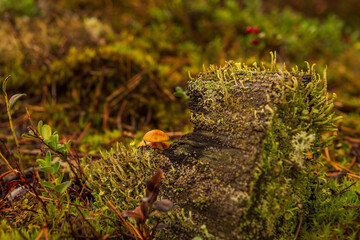 in the forest an old stump and small mushrooms