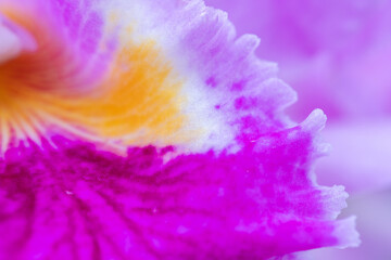 Closeup of purple orchid flower petals. 