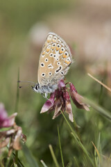 Fototapeta na wymiar Polyommatus icarus common blue butterfly Small butterfly of the family Lycaenidae perched on a purple legume
