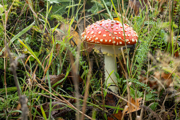 Happy little young fly agaric mushroom with bright red cap, white dots and yellow fringes among autumn fallen leafs and green grass. Autumn season concept.