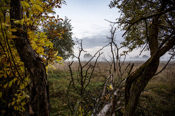 thick morning fog on the highway and yellow-green fields nearby at sunrise