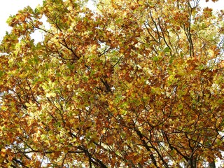 Beautiful landscape of autumn leaves in nature close up