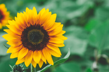 Obraz premium Sunflower with bokeh background