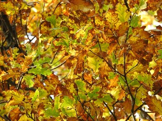 Beautiful landscape of autumn leaves in nature close up