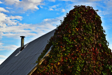 parthenocissus grows on the wall of the house