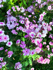 Obraz premium Purple flowers in the green