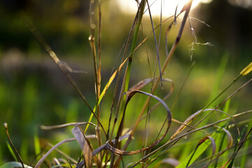 yellowed grass at the end of September