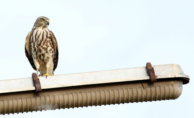 eagle in the zoo
