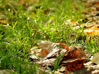 Beautiful landscape of autumn leaves in nature close up