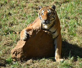 tigre de bengala