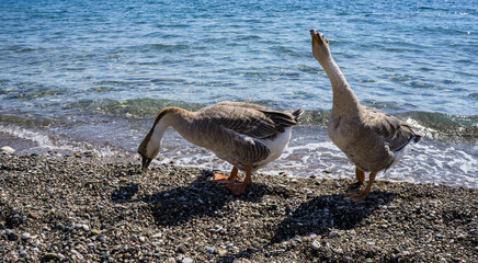 Two aggressive geese on a background of water.