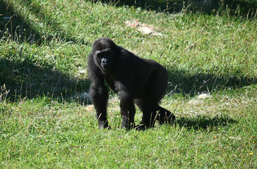 gorila