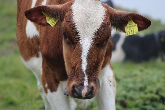Cows grazing on an Alm in the Austrian alps