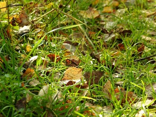 Beautiful landscape of autumn leaves in nature close up