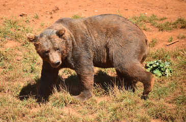 osos en una reserva natural
