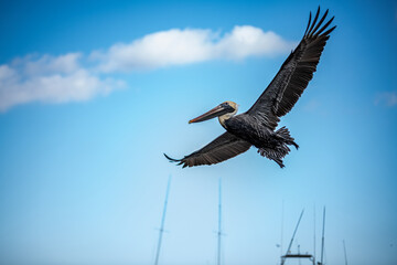 LOUISIANA BROWN PELICAN