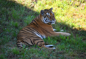 tigre de bengala
