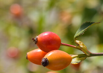 Oval berries on branch