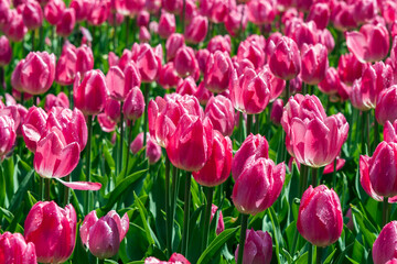field of tulips - 381974462