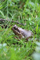 A frog hiding in fresh green gras