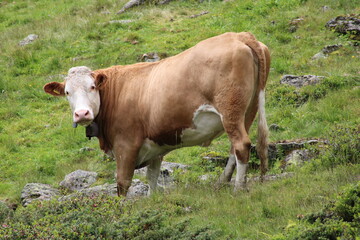 Cows grazing on an Alm in the Austrian alps