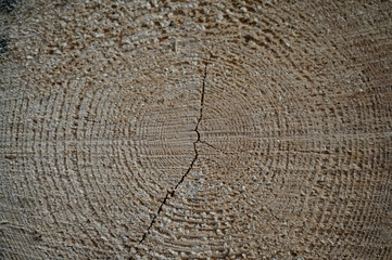 texture of the sawn-off tree, stump