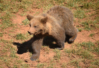 osos en una reserva natural