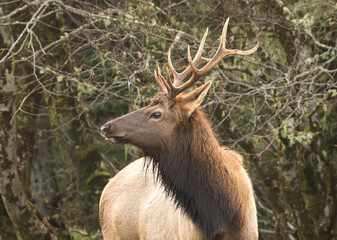 A bull elk at Ecola State Park near Canon Beach on the north Oregon coast