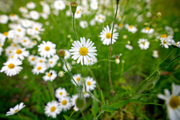 Field of daisies blowing in the wind