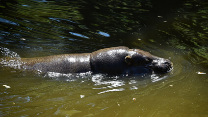 Fototapeta premium hipopotamo en un rio