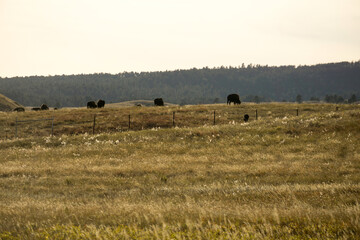 Fototapeta na wymiar Bison in the Black Hills of South Dakota