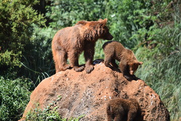 Naklejka na ściany i meble osos en una reserva natural