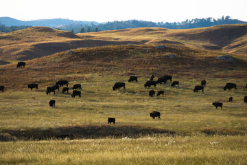 Fototapeta na wymiar Herd of Buffalo in the Black Hills of South Dakota