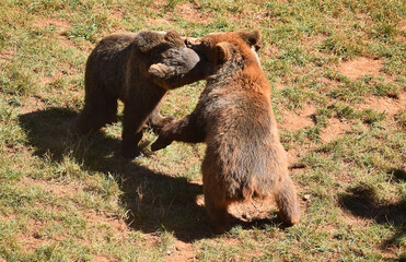 Fototapeta premium osos en una reserva natural