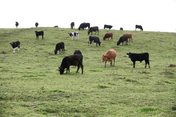 Polska - Mazury - Gietrzwałd. Krowy. © Rafa
