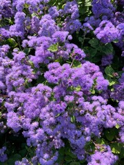 Fluffy purple flowers background