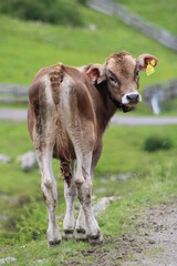 Naklejka na ściany i meble Cows grazing on an Alm in the Austrian alps