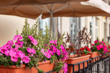 Fototapeta na wymiar Street cafe decorated with pink flowers in pots.